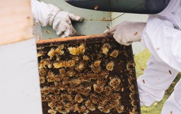 Lọ mật ong bé tý giá 40 triệu đồng được làm từ loại ong gì?