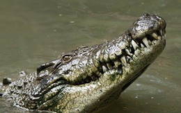 Ly kỳ chuyện bé gái 11 tuổi móc mắt cá sấu cứu bạn