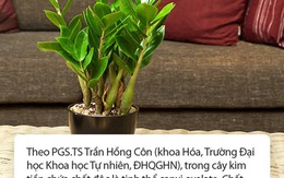 Bé 15 tháng tuổi nguy kịch sau khi cho lá kim tiền vào miệng, chuyên gia cảnh báo gia đình nào trồng cây phải cực chú ý!