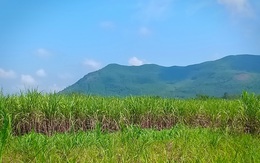 Huyện Nông Cống (Thanh Hóa): Hàng trăm hộ dân lao đao vì doanh nghiệp mua nguyên vật liệu không trả tiền