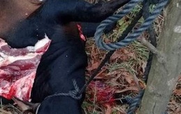 Tái diễn nạn giết trộm trâu bò ở Hà Tĩnh