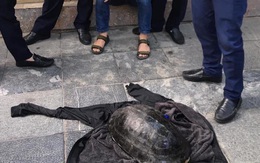 Diễn biến ly kỳ sau "vụ án" câu trộm rùa khủng ở Hồ Gươm