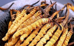 Những món quà biếu “độc” không đụng hàng dịp Tết… “đắt xắt ra miếng”