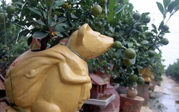Chuột vàng cõng quất bonsai giá 5 triệu đồng hút khách chơi Tết