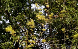 Nơi bụi tre già