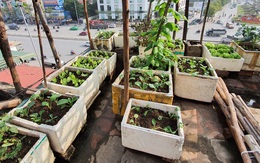 Độc đáo 'nông trại' trồng rau, nuôi gà trên sân thượng, giữa lưng trời ở Hà Nội