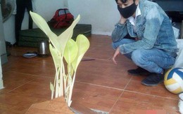 Nghỉ Tết 10 ngày, anh chàng “khóc thét” khi mở cửa phòng trọ thấy... cây mọc đầy nhà