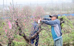 Dân Nhật Tân “triệu hồi” đào Tết, háo hức chuẩn bị mùa sau