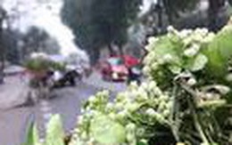 Hoa bưởi đầu mùa 250.000 đồng mỗi kg trên phố Hà Nội