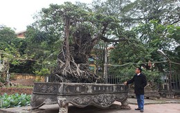 Hai cây sanh 'khủng' của doanh nhân bí ẩn ở Hà Nội