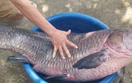Bắt được cá trắm đen “khủng” dài hơn 1m ở Thanh Hóa