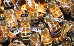 Nghệ An: 7 người nhập viện vì bị ong rừng tấn công khi đi tảo mộ