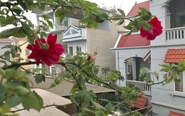 Ngoài 40, tôi vẫn phấn khích mỗi khi Tết đến