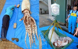 Giật mình với mực đại vương "khủng" dài khoảng 3,4m và nặng 135kg