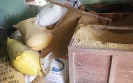 Người dân trình báo mất 49 cây vàng giấu trong thùng lúa