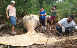 Vì sao xác cá voi dài 8 mét được tìm thấy trong rừng Brazil?