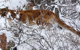 Bị tấn công bất ngờ, người chạy bộ bóp chết sư tử núi bằng tay không