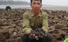 Săn vẹm biển bé tin hin, bám ở đá, kiếm nửa triệu/ngày