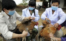 Hà Nội: Yêu cầu tăng cường tiêm phòng vaccine cho đàn gia súc, gia cầm