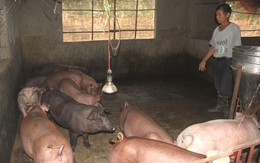 Hải Dương: Chưa xác định bệnh dịch tả lợn châu Phi xuất hiện tại xã Đông Xuyên