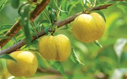 Trồng loại quả bán đắt hơn cả Cherry ở Việt Nam, đếm tiền không ngơi tay