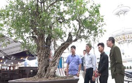Cây thạch lựu 300 tuổi giá hơn một tỷ đồng ở Hà Nội