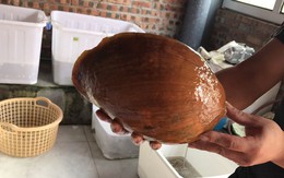 Ốc tu lơn là con gì mà nửa triệu/kg, 6 người ăn không hết?