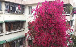 Từ một chậu hoa được tặng, người đàn ông tạo nên “kỳ tích” giữa phố sau 26 năm