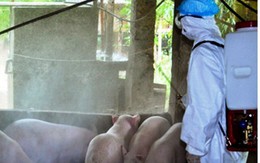 Nghệ An: Đã xuất hiện một ổ dịch tả lợn Châu Phi