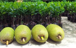 Thương lái Trung Quốc ồ ạt gom mua mít Thái