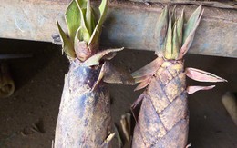 Phụ nữ Sơn La bật mí cách phân biệt măng ngọt và măng đắng cực dễ
