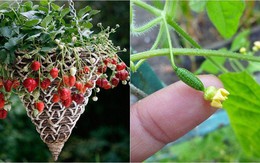 7 loại cây trồng trong giỏ cho quả lúc lỉu, nhìn “ngon” mắt, vặt đã tay