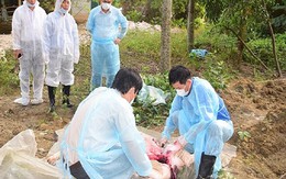 FAO “hiến kế” cho Việt Nam trong việc ứng phó với dịch tả lợn châu Phi