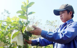 Chàng trai 9X thu lời 1,5 tỷ/năm nhờ 1 ha vườn trồng "lung tung"