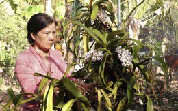 Đam mê trồng lan, người phụ nữ biến đất rẫy thành vườn lan bạc tỷ