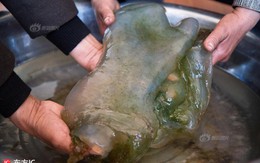 Vớ được 'khối bầy nhầy' bẩn thỉu, không ngờ vật quý hơn 35 tỷ