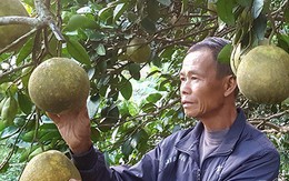 U80 ngồi không "khó ở" trồng linh tinh vẫn kiếm bộn tiền