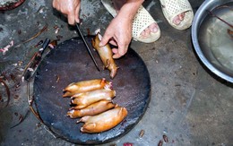 Thịt chuột Việt Nam ngon như phomai que: Tây liều thử rồi mê ngay