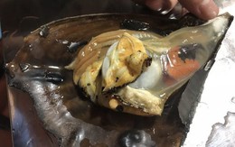 Quảng Ninh: Con sò to hơn bàn tay, khách muốn ăn cũng phải chờ