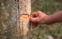 Sơn La và nỗi buồn mang tên “vàng trắng” (2): Người dân gần như trắng tay