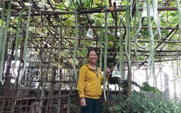 Hàng trăm quả mướp rắn dài gần 2m chi chít trong khu vườn ở Quảng Trị