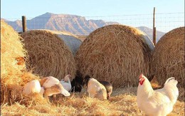 Người phụ nữ về quê trồng rau, nuôi gà tạo nên một trang trại rực rỡ sau khi mẹ mất vì ung thư