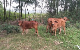 Ngân sách hỗ trợ hộ nghèo mua bò ở Hoằng Phụ, Huyện Hoằng Hóa (Thanh Hóa): “Mất” gần 2 con bò cho họp bình bầu, xét duyệt?!