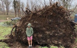 Cây bật gốc bất ngờ 'ngồi' dậy, chôn vùi người sống