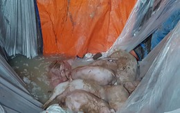Hải Phòng: Số lợn buộc tiêu hủy do nhiễm dịch tả tiếp tục tăng