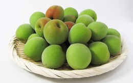 Gần 100.000 đồng/kg mơ xanh đầu mùa