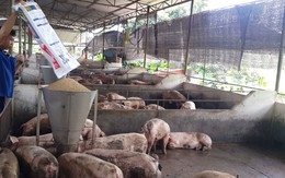 Giá heo hơi tăng mạnh giữa ảnh hưởng của dịch tả lợn Châu Phi