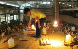 Xây nhà lầu cho gà ở, gà "trả lễ" 200 triệu đồng/năm