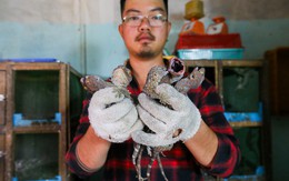 Nuôi tắc kè hoa thu hơn 50 triệu đồng mỗi tháng ở Sài Gòn