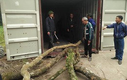 Hà Nội: Người dân thôn Phụ Chính vẫn loay hoay trước “giờ G” bán đấu giá cây sưa “trăm tỷ”